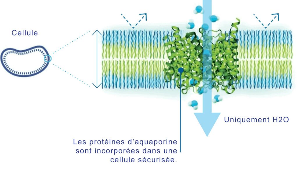 Schéma : les protéines d'aquaporine incorporées dans la membrane cellulaire ne laissent passer que les molécules d'eau